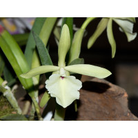 Brassavola glauca (Jgpfl.)