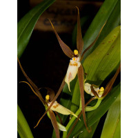 Brassia keiliana