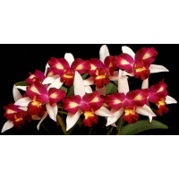 Brassolaeliocattleya Hwa Yuan Beauty 'Pearl'