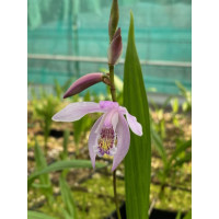 Bletilla striata 'Penway Brigantes' (frisch ausgetrieben)