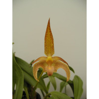 Bulbophyllum lobbii