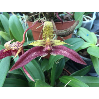 Bulbophyllum lobbii x frostii