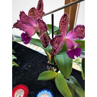 Cattleya Durigan 'Lucifer'