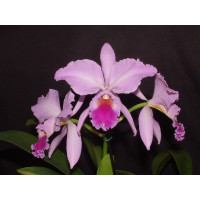 Cattleya labiata 'Memoria My Amelie' (Jgpfl.)