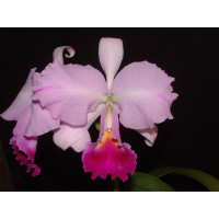 Cattleya trianae 'Andrea Niessen'