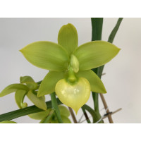 Catasetum pileatum Hybride 