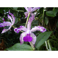 Cattleya amethystoglossa