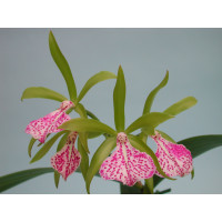 Cattleya Binosa 'Wabush Valley' AM/AOS (Jgpfl.)