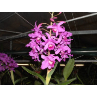 Cattleya bowringiana (Jgpfl.)