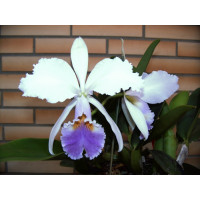 Cattleya gaskelliana 'coerulea'