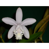 Cattleya intermedia 'alba'