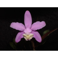 Cattleya kerrii (Jgpfl.)