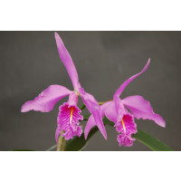 Cattleya maxima (Jgpfl.)