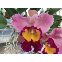 Rhyncholaeliocattleya Phet Wangnamkeaw (in Blütenscheide)
