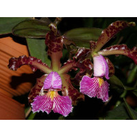 Cattleya schilleriana