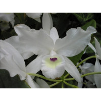 Cattleya skinneri 'albescens'