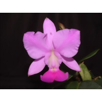 Cattleya walkeriana