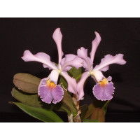 Cattleya xWhitei 'coerulea'