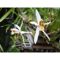 Coelogyne graminifolia