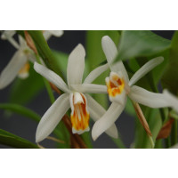 Coelogyne huettneriana