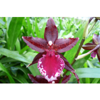 Colmanara Massai 'Red' (2 Rispen)