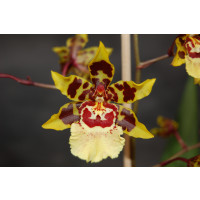 Colmanara Wildcat 'White lip' (1 Rispe)