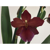 Colmanara Alkmaar (2 Rispen)