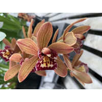 Cymbidium Indian Summer