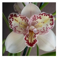 Cymbidium Surveley 'The Joker' (1-2 Rispen)