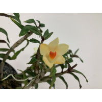 Dendrobium mohlianum x cuthbertsonii