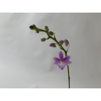 Doritis pulcherrima 'coerulea' x Phal. lindenii
