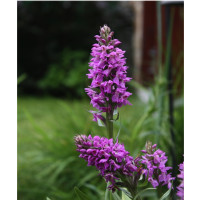 Dactylorhiza majalis (mit neuem Austrieb)