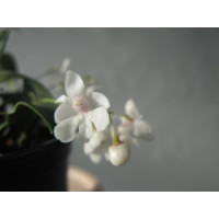 Dendrobium abberans