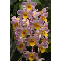 Dendrobium amabile