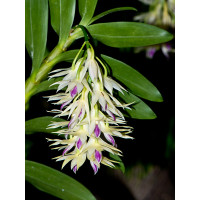 Dendrobium amethystoglossum