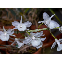 Dendrobium aphyllum 'album'