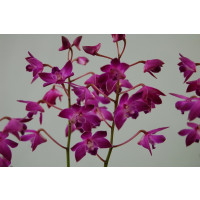 Dendrobium Berry Oda (4-5 Rispen)