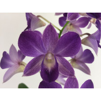 Dendrobium Sa-Nook 'Blue Happiness' (2 Rispen)