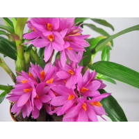 Dendrobium Hibiki (1-2 Blütentrauben)