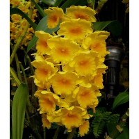 Dendrobium densiflorum (Jgpfl.)