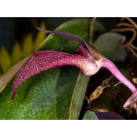 Bulbophyllum fletcherianum 'Miss Floralia' (Jgpfl. fast blühstark, frisch getopft)