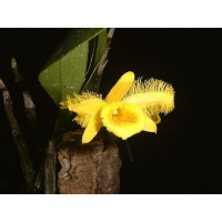 Dendrobium harveyanum