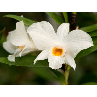 Dendrobium infundibulum