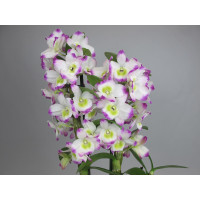 Dendrobium Irene Smile (2 Stiele)