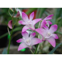 Dendrobium kingianum (3 Rispen)