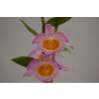 Dendrobium loddigesii