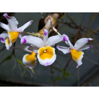 Dendrobium pendulum