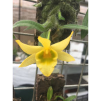 Dendrobium senile