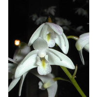 Dendrobium delicatum