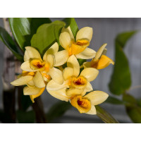 Dendrobium sulcatum
